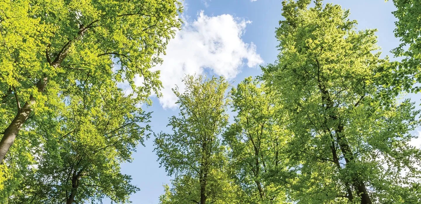 Arbres dans un cadre naturel symbolisant l’équilibre et l’harmonie